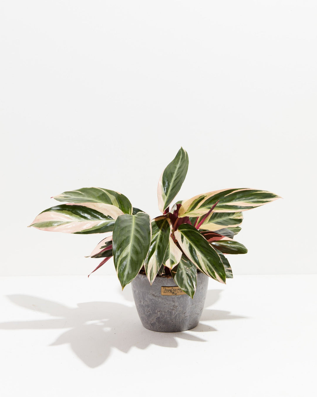 6-inch Stromanthe Triostar (Stromanthe sanguinea) in a gray Lively Root branded ceramic pot with pink, cream, and dark green variegated foliage on white background