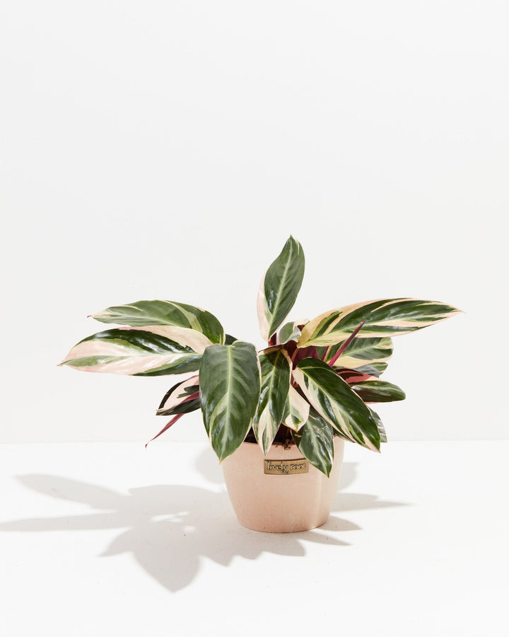 6-inch Stromanthe Triostar (Stromanthe sanguinea) in a blush pink Lively Root branded ceramic pot with pink, cream, and dark green variegated foliage on white background