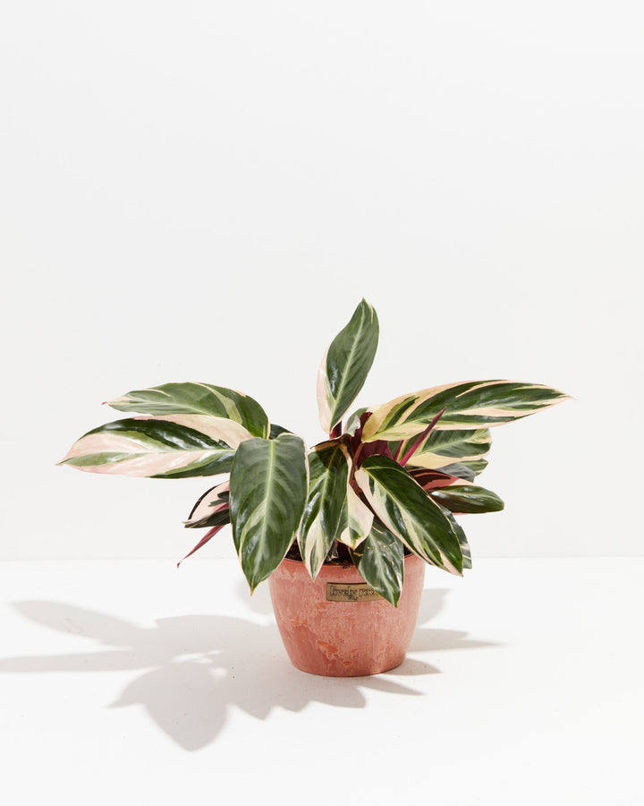 6-inch Stromanthe Triostar (Stromanthe sanguinea) in a terra cotta Lively Root branded ceramic pot with pink, cream, and dark green variegated foliage on white background