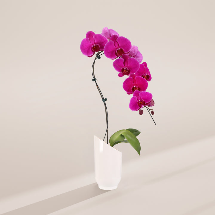 Magenta Swan Orchid Planter