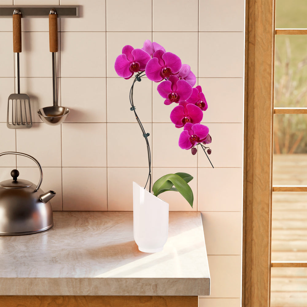 Magenta Swan Orchid Planter