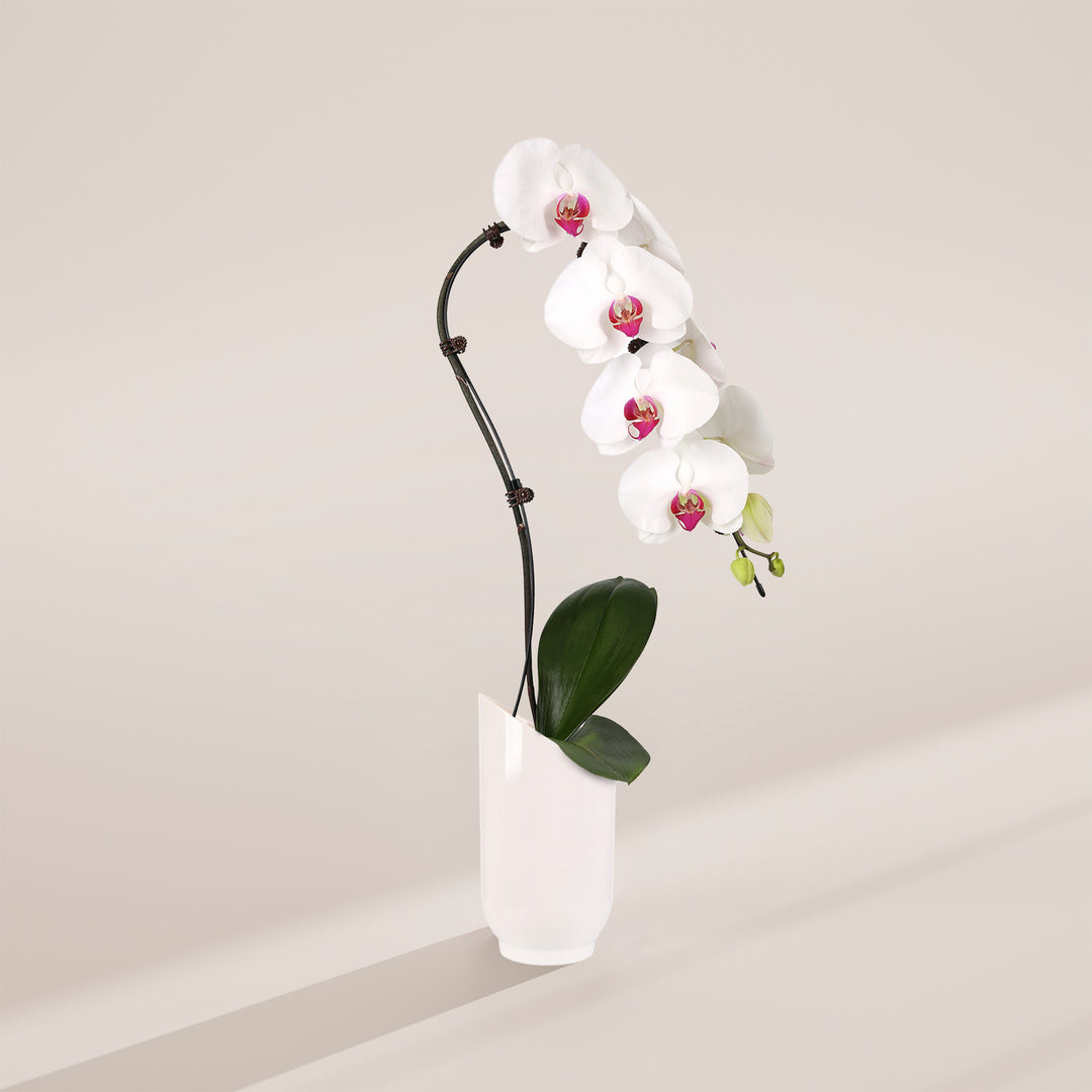 White Swan Orchid Planter