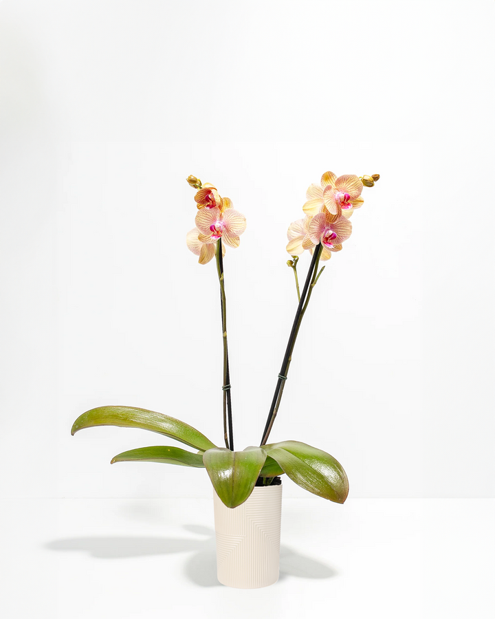 Arcadia Phalaenopsis Orchid double spike in white geometric textured ceramic pot – live peach striped moth orchid for elegant home or sympathy gifting