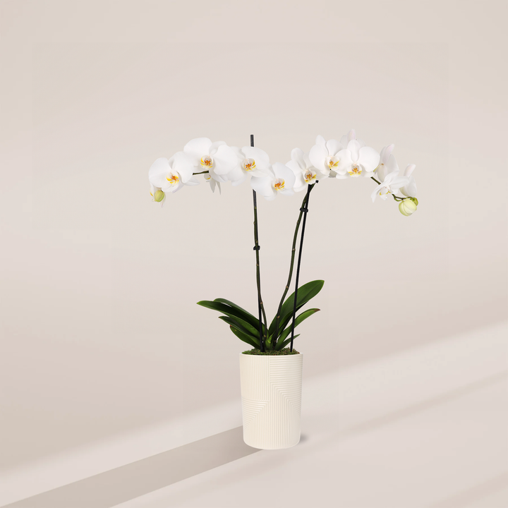 White Phalaenopsis Orchid featuring double stems with a wide cascade of elegant white blooms and broad green leaves, housed in a tall, textured cream-colored ceramic pot, centered against a minimalist beige background with a soft shadow.