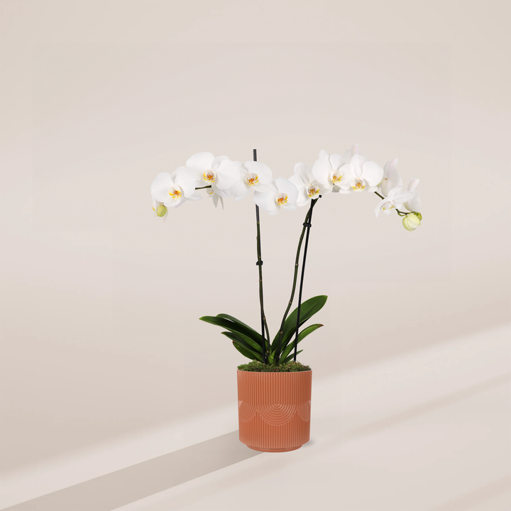 White Phalaenopsis Orchid featuring double stems with an expansive horizontal cascade of pristine white blooms with yellow centers and broad green leaves at the base, housed in a cylindrical terracotta-colored pot with vertical ridges and arching geometric patterns, centered against a minimalist beige background with a long, soft shadow.