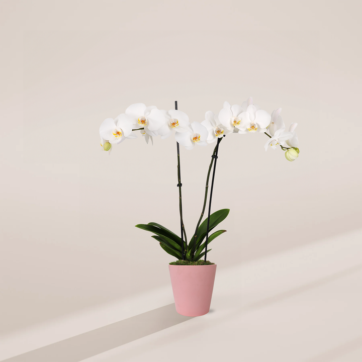 White Phalaenopsis Orchid featuring double stems with an expansive horizontal cascade of elegant white blooms with yellow centers and broad green leaves at the base, housed in a tapered, smooth pink ceramic pot, centered against a minimalist beige background with a long, soft shadow.