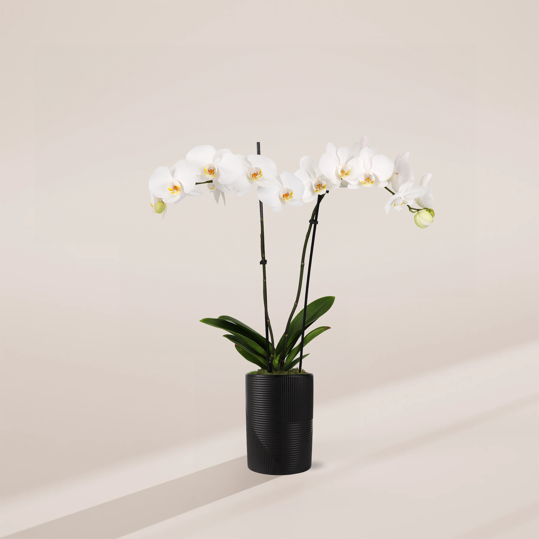 White Phalaenopsis Orchid featuring double stems with an expansive horizontal cascade of elegant white blooms with yellow centers and broad green leaves at the base, housed in a tall, cylindrical black ceramic pot featuring textured horizontal and vertical grooved geometric lines, centered against a minimalist beige background with a long, soft shadow.