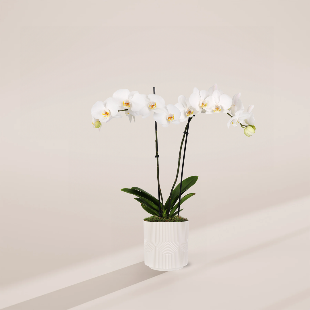White Phalaenopsis Orchid featuring double stems with an expansive horizontal cascade of elegant white blooms with yellow centers and broad green leaves at the base, housed in a cylindrical cream-colored ceramic pot with vertical ridges and arching geometric patterns, centered against a minimalist beige background with a long, soft shadow.