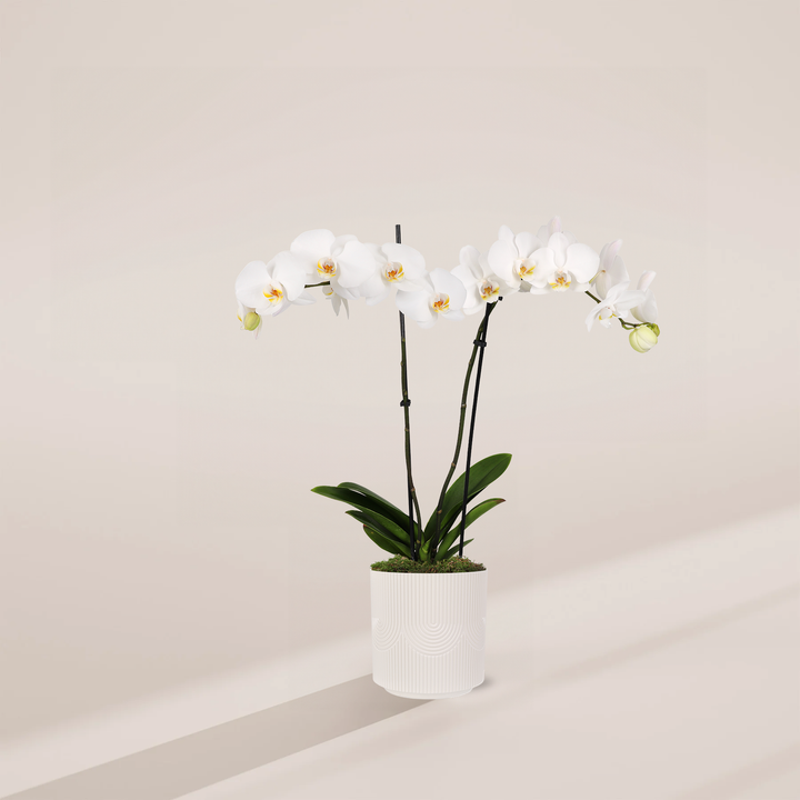 White Phalaenopsis Orchid featuring double stems with an expansive horizontal cascade of elegant white blooms with yellow centers and broad green leaves at the base, housed in a cylindrical cream-colored ceramic pot with vertical ridges and arching geometric patterns, centered against a minimalist beige background with a long, soft shadow.