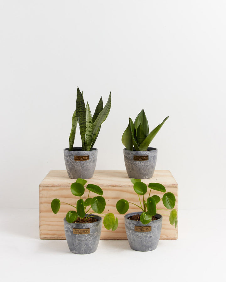 Yin-Yang Plant Bundle pairing upright Snake Plant and trailing Chinese Money Plant in grey concrete-textured ceramic pots on wooden block display, modern minimalist plant collection.