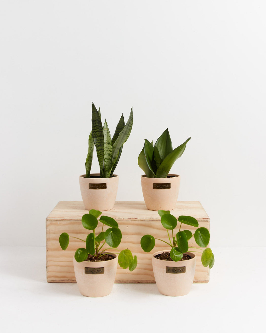 Yin-Yang Plant Bundle featuring paired Snake Plant with striped upright leaves and Chinese Money Plant with round coin-shaped foliage in maca-colored ceramic pots on wooden display block, complementary plant pairing.