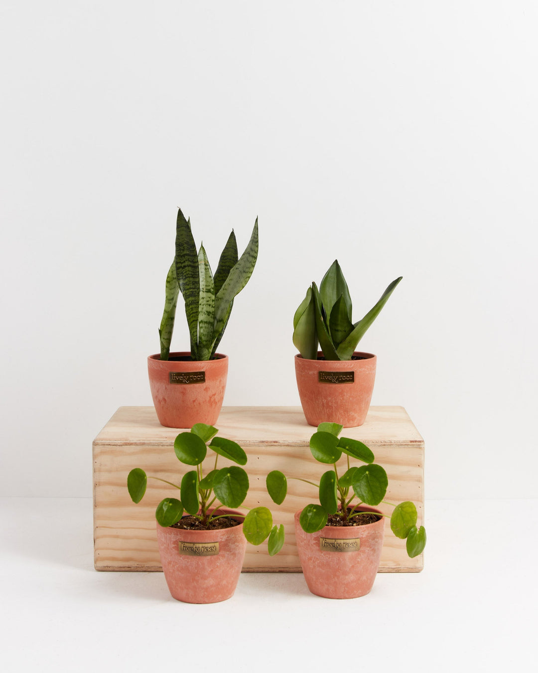 Yin-Yang Plant Bundle with Sansevieria and Pilea peperomioides in warm terracotta ceramic planters displayed on natural wood shelf, low-maintenance plant collection for contrast aesthetic.