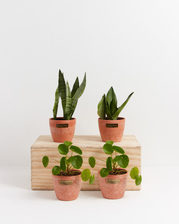 Yin-Yang Plant Bundle with Sansevieria and Pilea peperomioides in warm terracotta ceramic planters displayed on natural wood shelf, low-maintenance plant collection for contrast aesthetic.