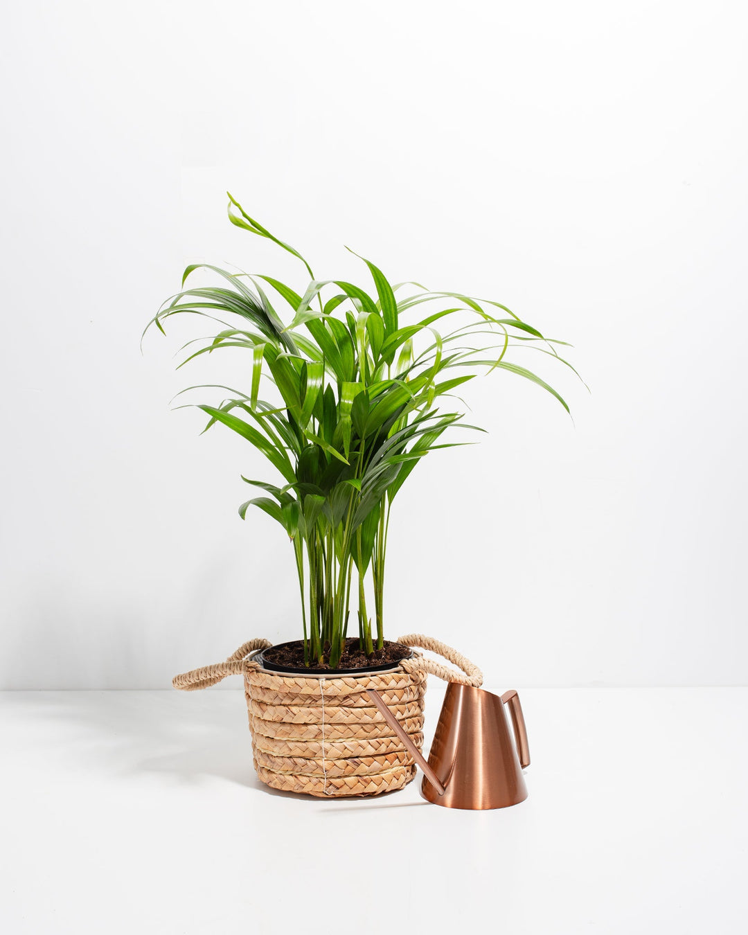 Areca Palm Indoor Tree