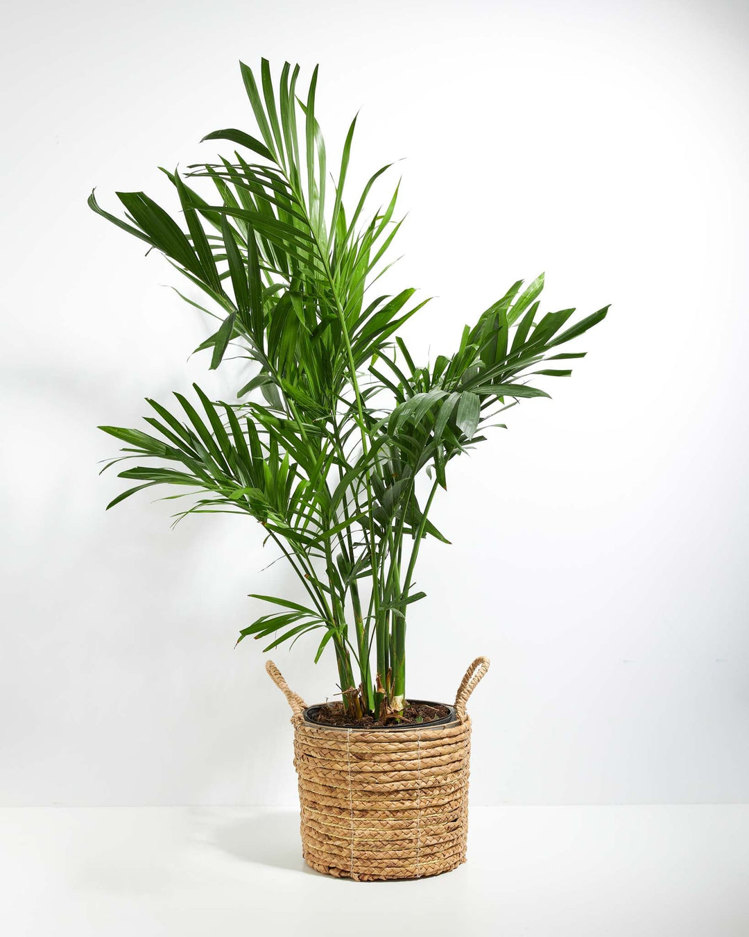 Areca Palm Indoor Tree