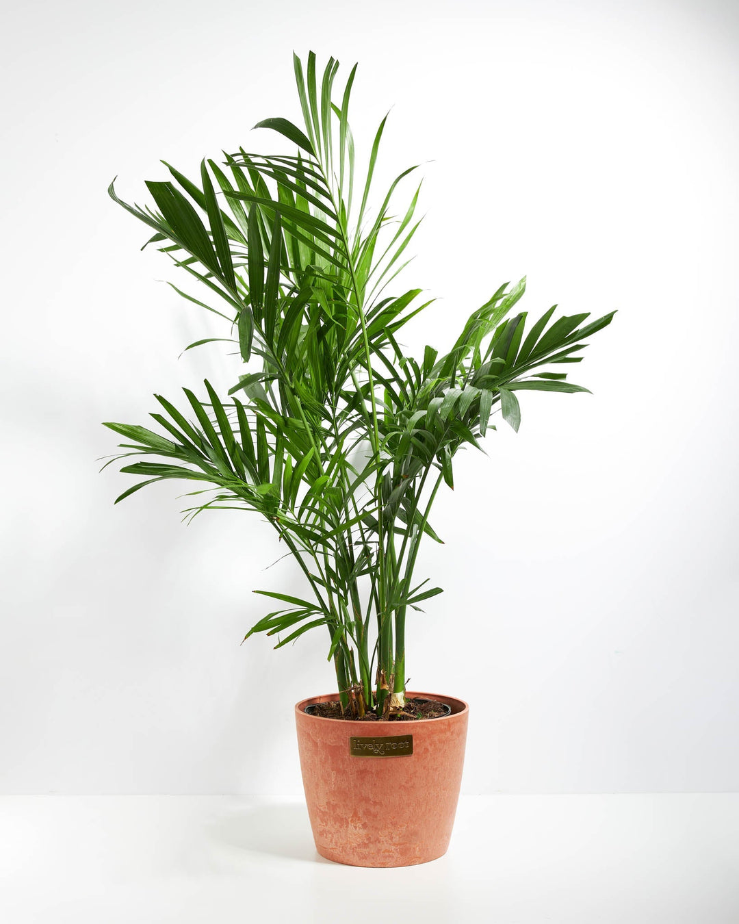 Areca Palm Indoor Tree