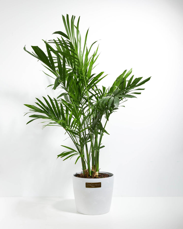 Areca Palm Indoor Tree