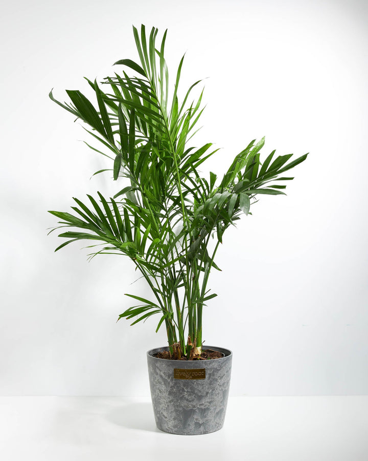 Areca Palm Indoor Tree