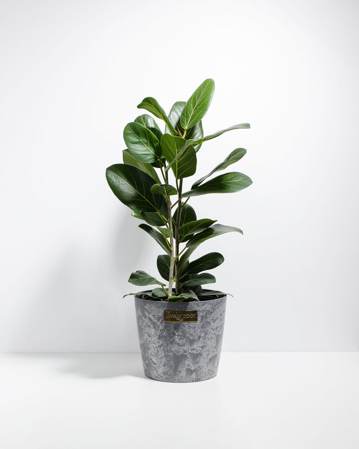 Ficus Audrey