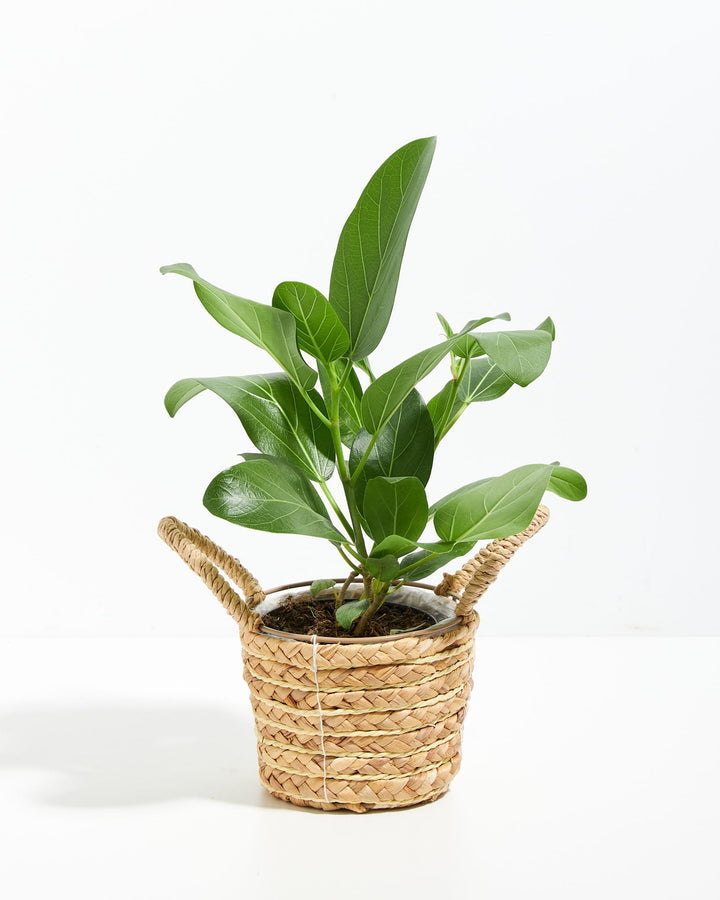 Ficus Audrey
