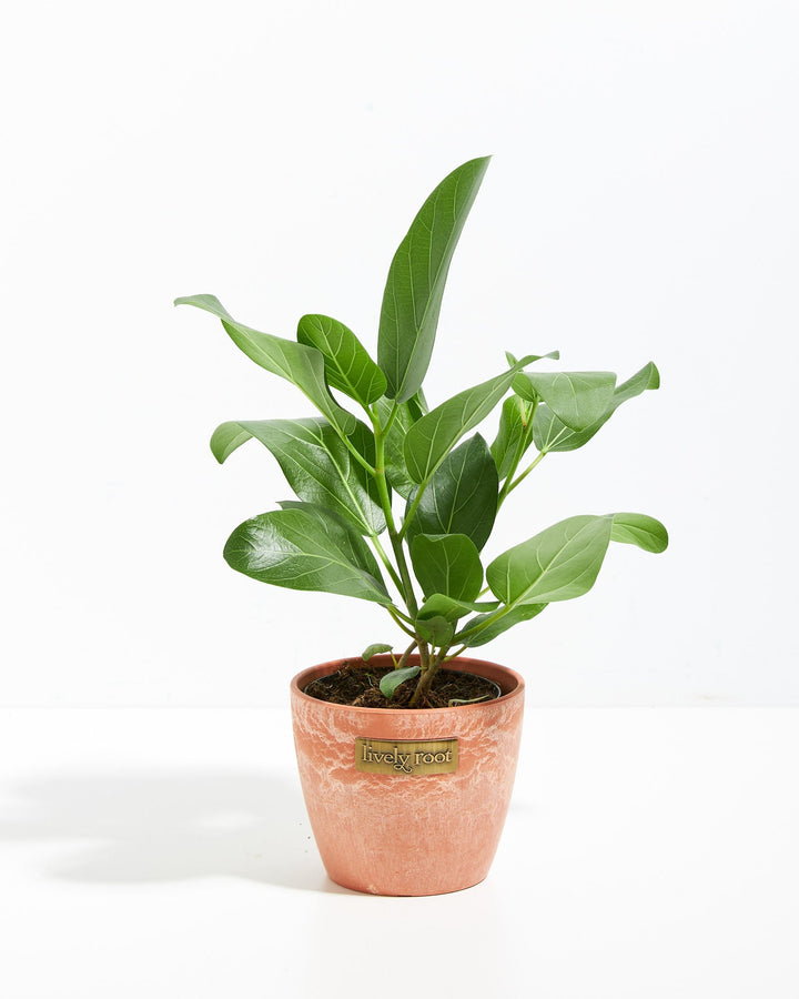 4" Ficus Audrey (Ficus benghalensis) in a terracotta chai-style pot with upright spreading foliage