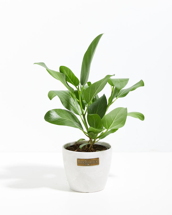 Ficus Audrey in a white ceramic Lively Root pot showing lush multi-stem growth habit