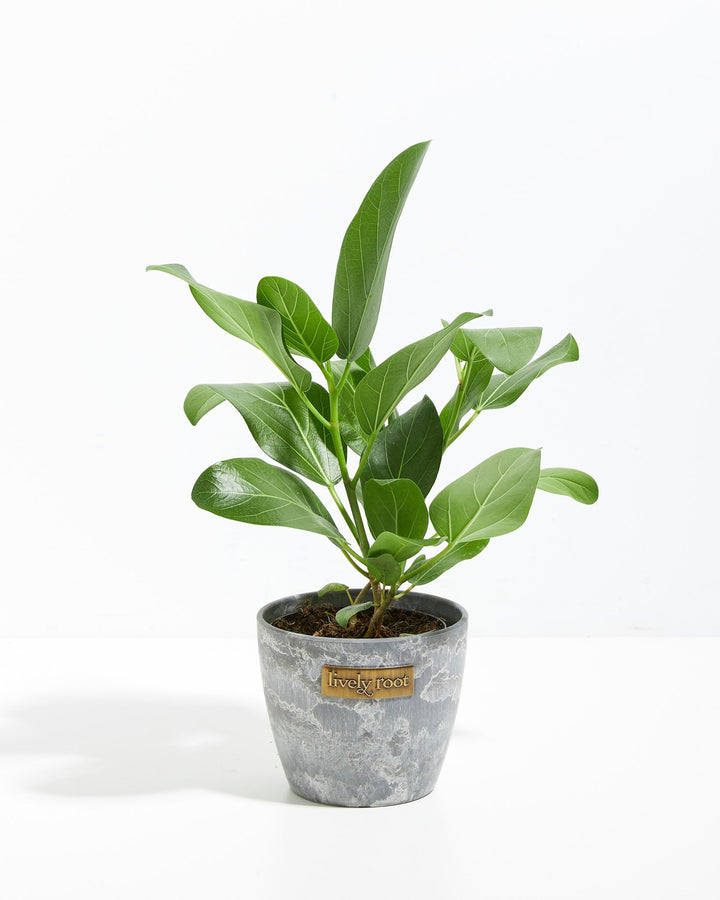 Ficus Audrey indoor tree in a gray marbled ceramic pot, a stylish low-maintenance houseplant