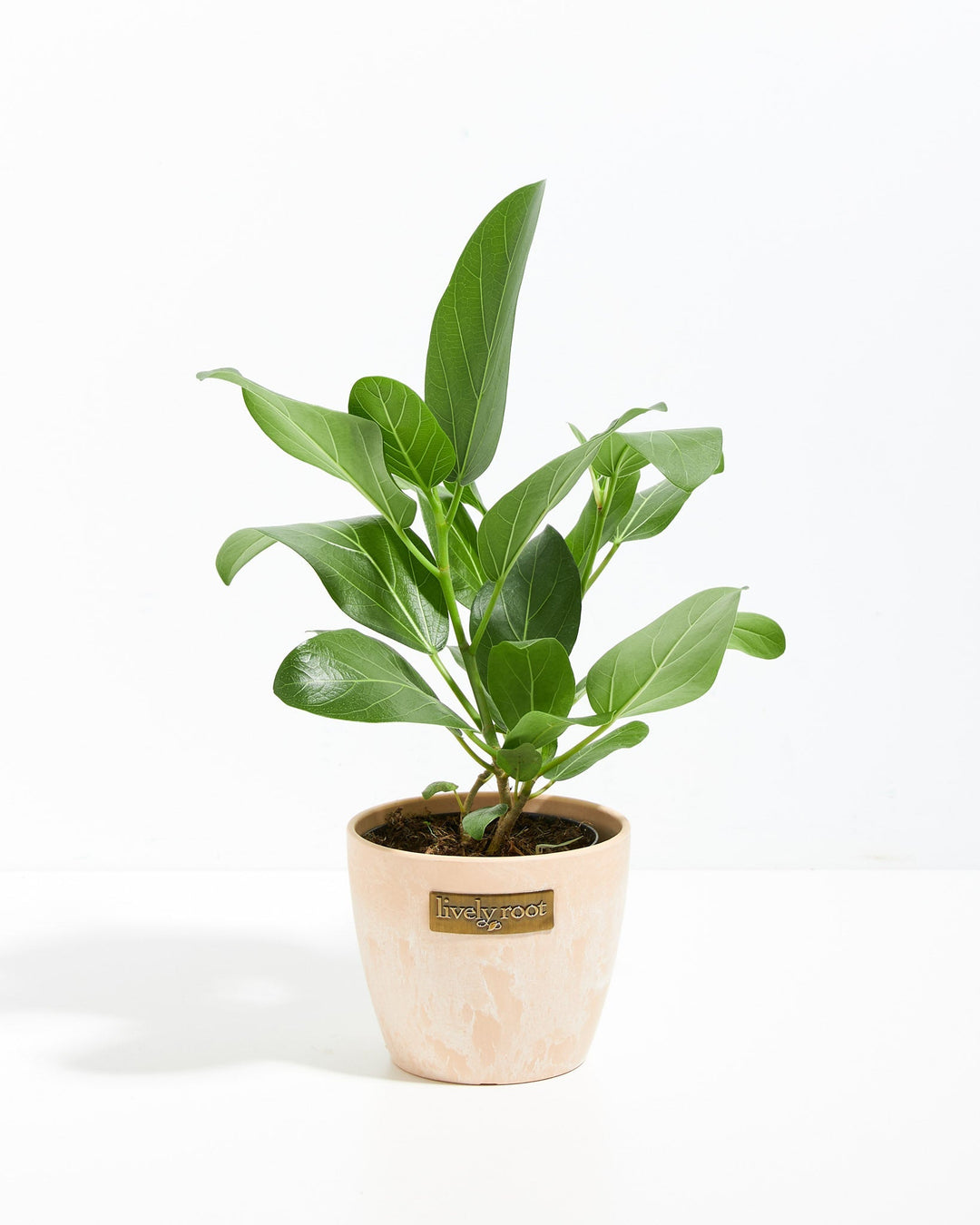 Small Ficus Audrey in a blush pink macaroon ceramic Lively Root planter, ideal for tabletop display
