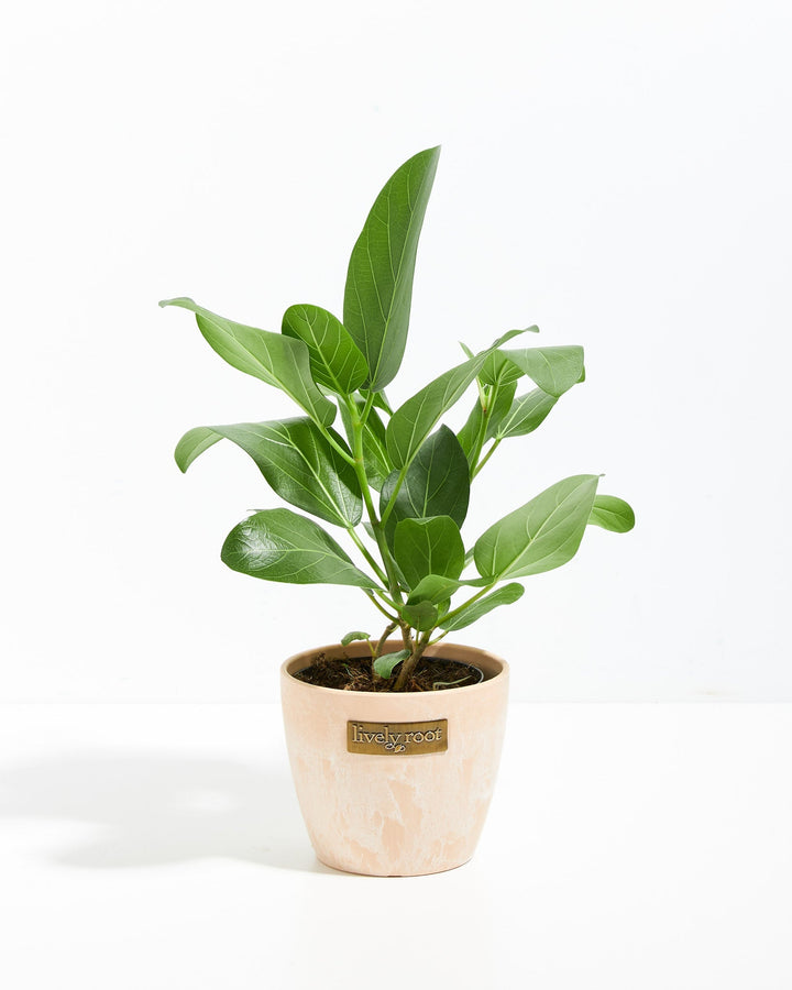 Small Ficus Audrey in a blush pink macaroon ceramic Lively Root planter, ideal for tabletop display