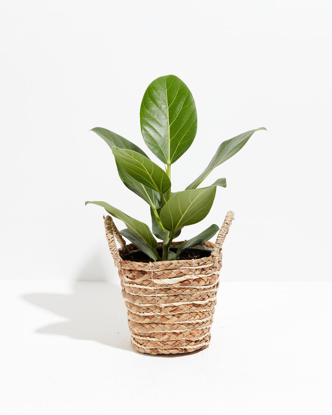 Ficus Audrey