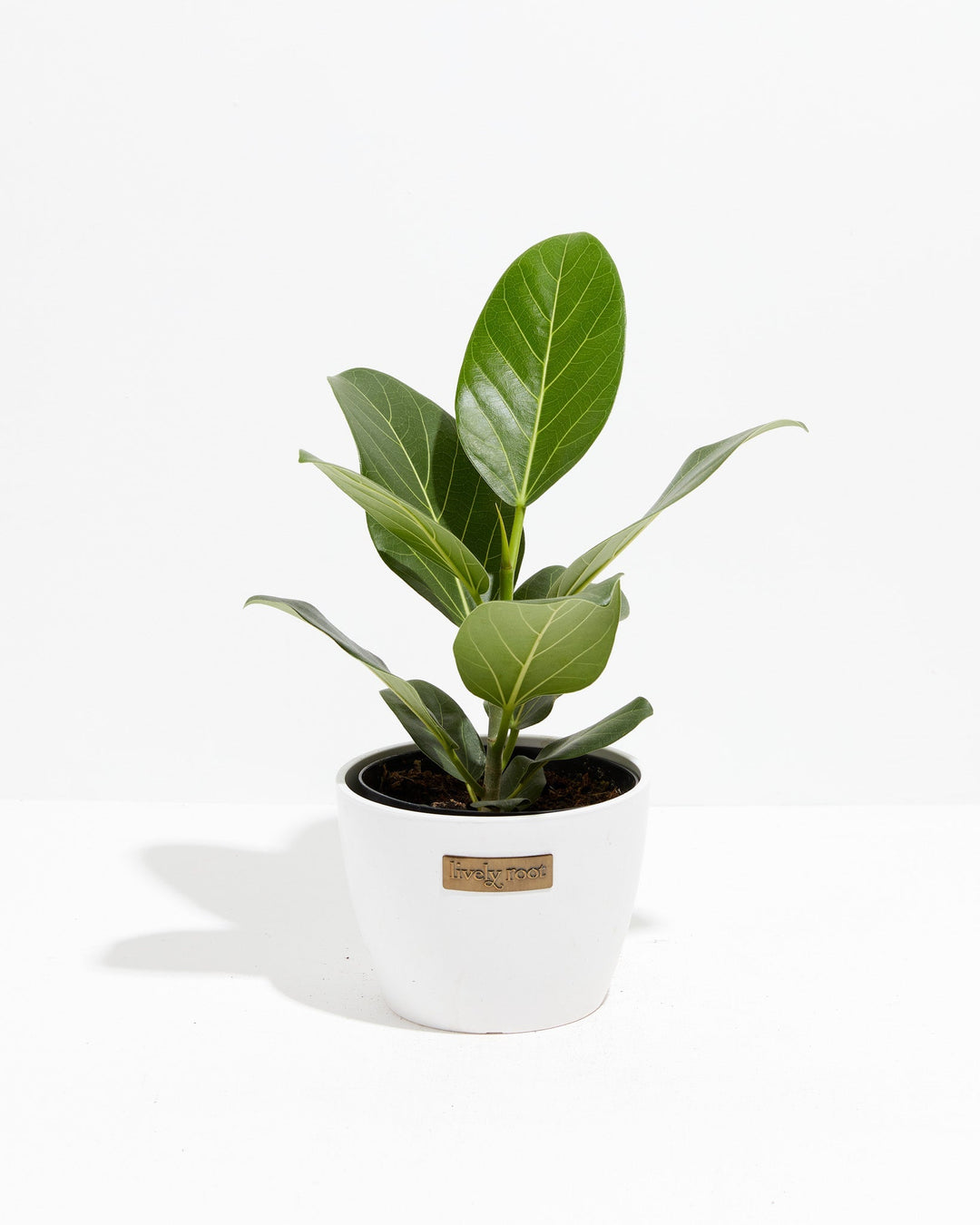 6" Ficus Audrey houseplant in a white coconut-finish ceramic pot with broad oval green leaves