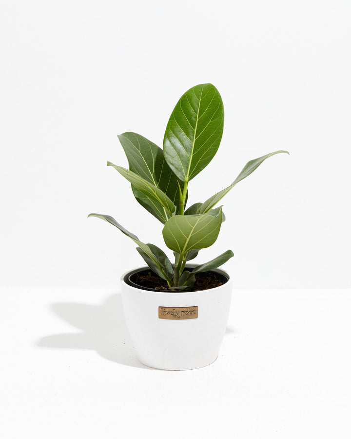 6" Ficus Audrey houseplant in a white coconut-finish ceramic pot with broad oval green leaves