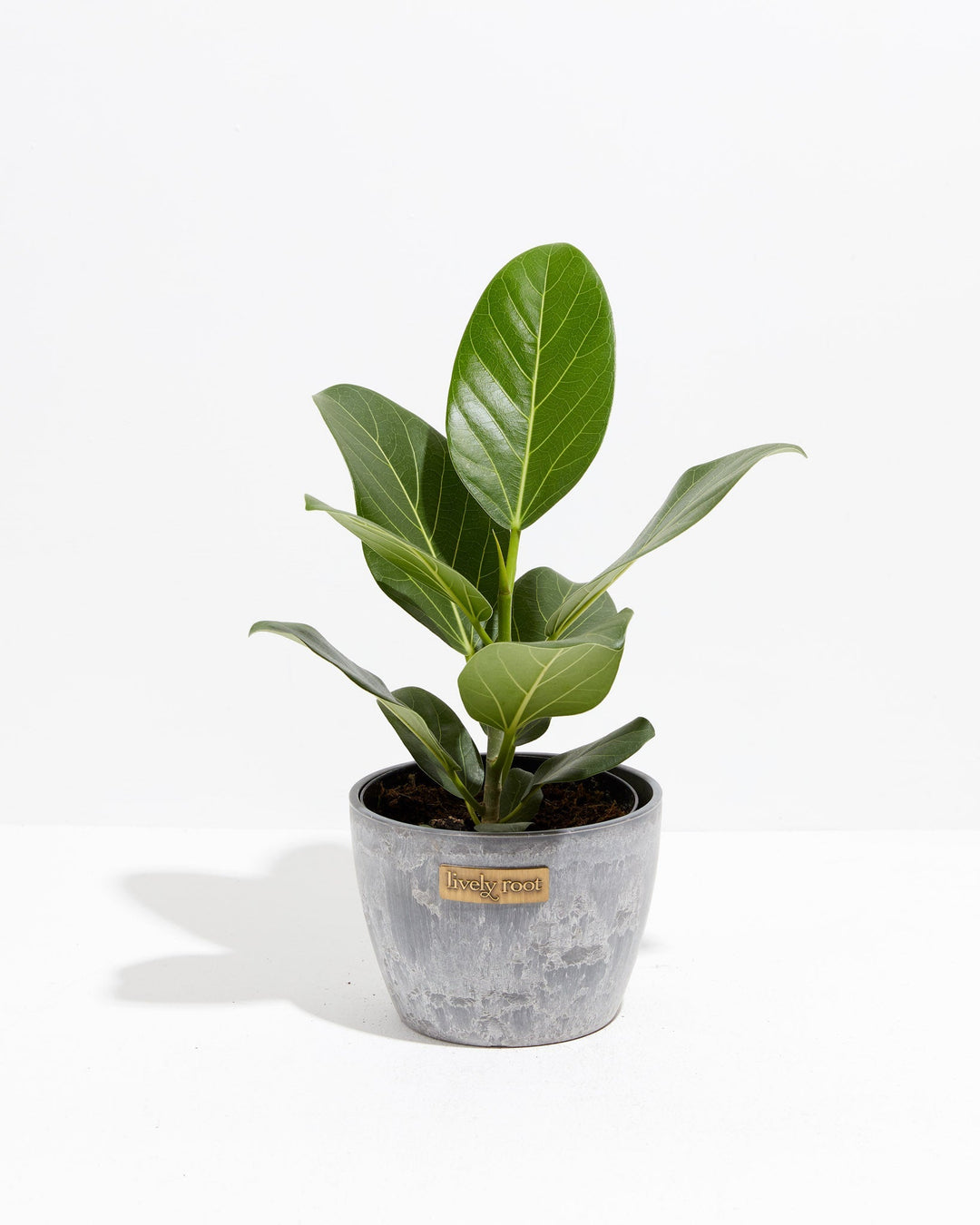 Ficus Audrey (Ficus benghalensis) in a gray stone-textured Lively Root ceramic pot against a white background