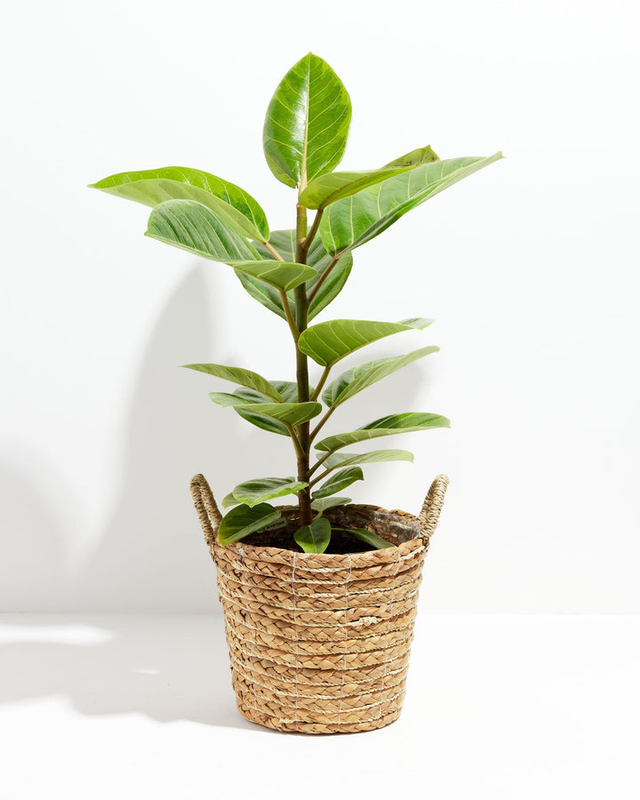 Ficus Audrey