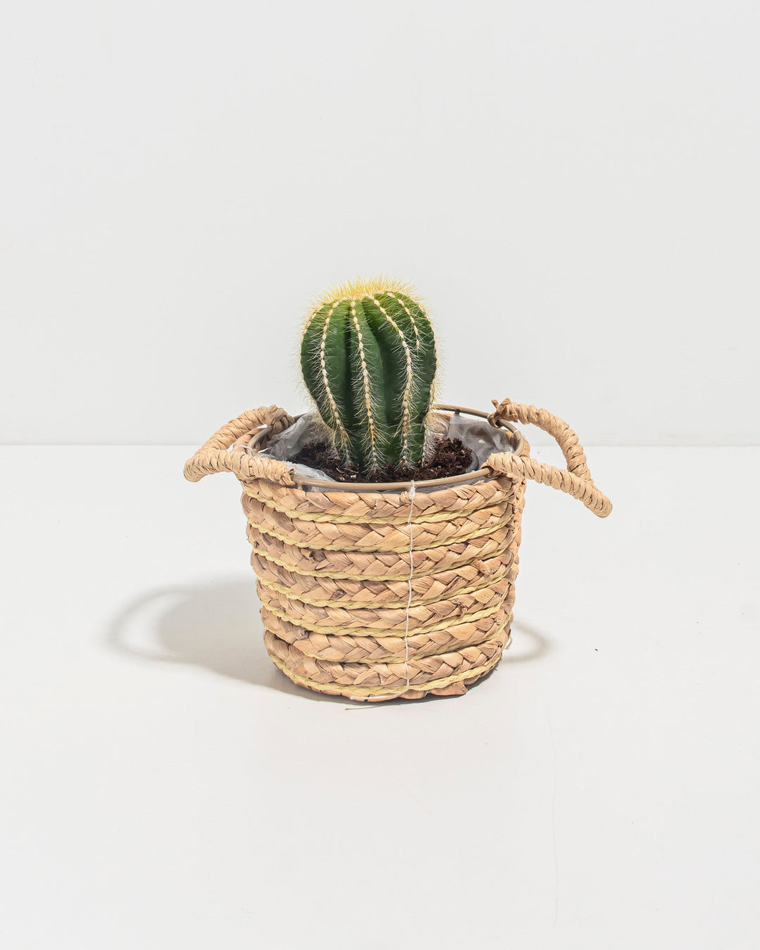 Parodia Cactus