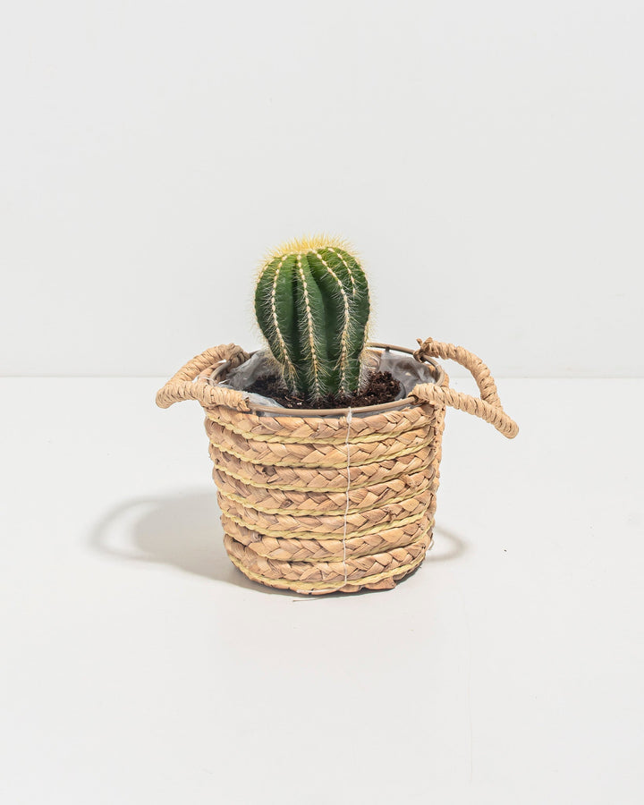 Parodia Cactus
