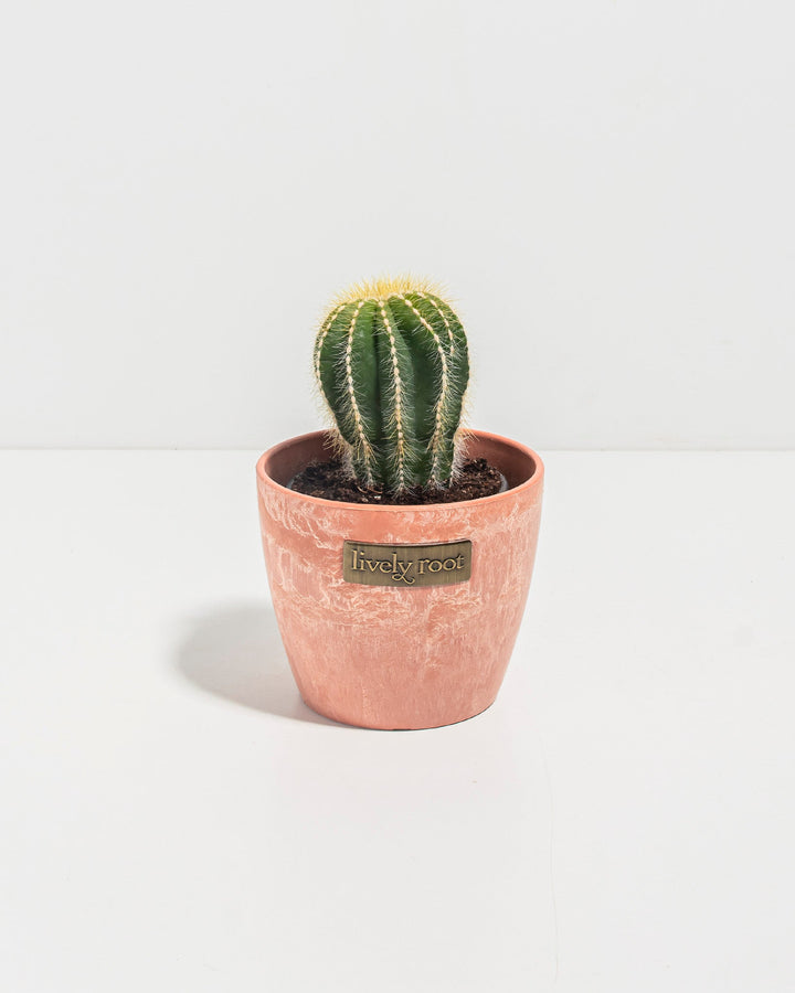 Parodia Cactus