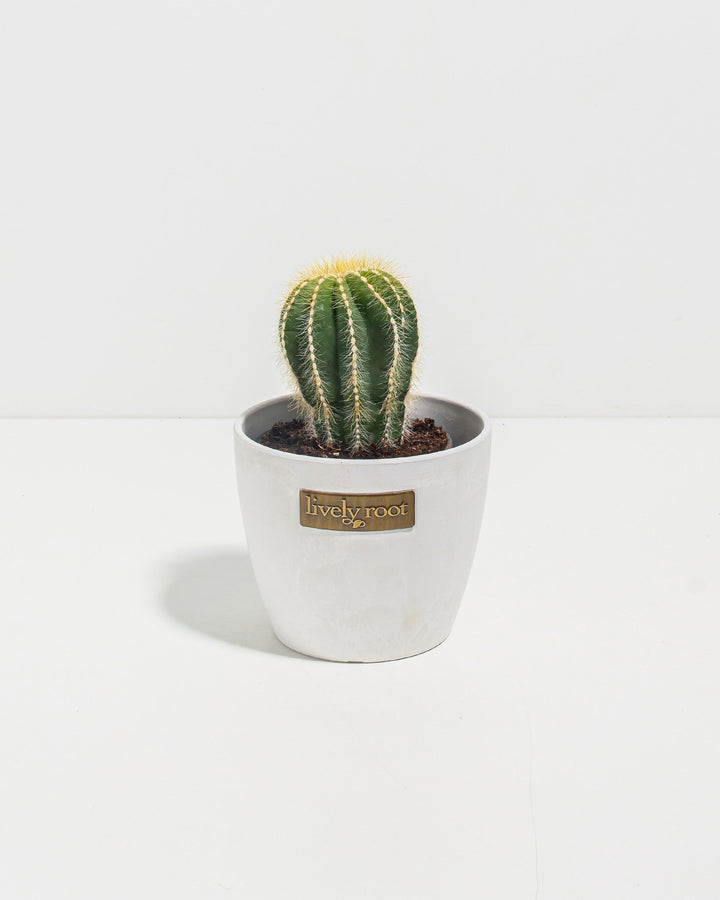 Parodia Cactus
