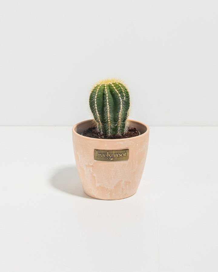 Parodia Cactus