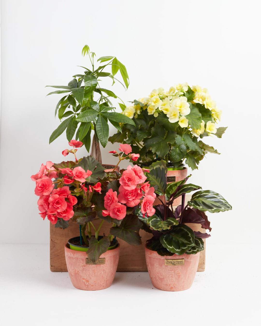 Manifestation Plant Collection