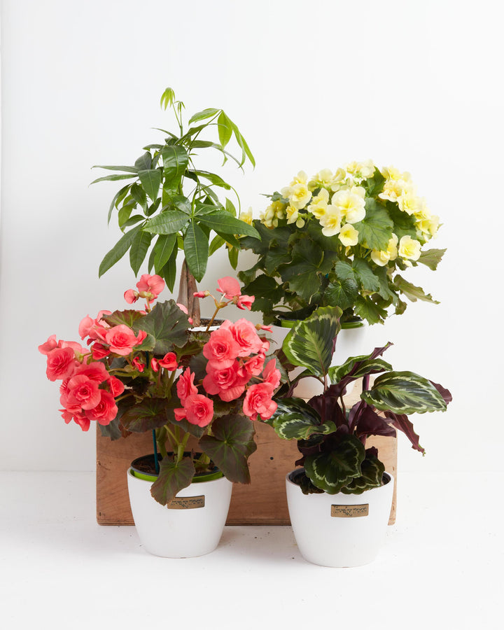 Manifestation Plant Collection