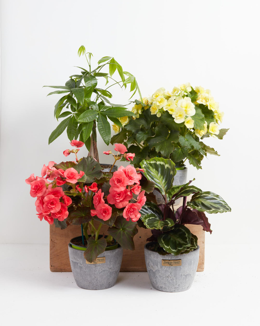Manifestation Plant Collection