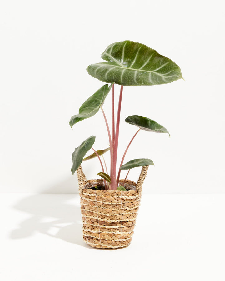 Pink Dragon Alocasia