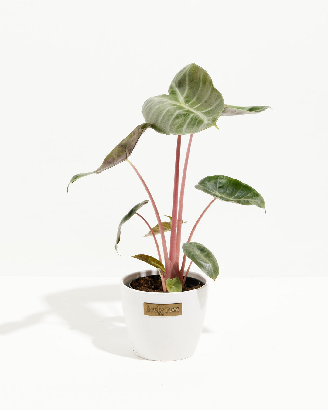 Pink Dragon Alocasia