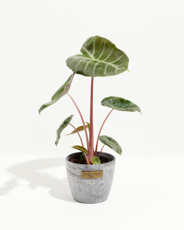 Pink Dragon Alocasia
