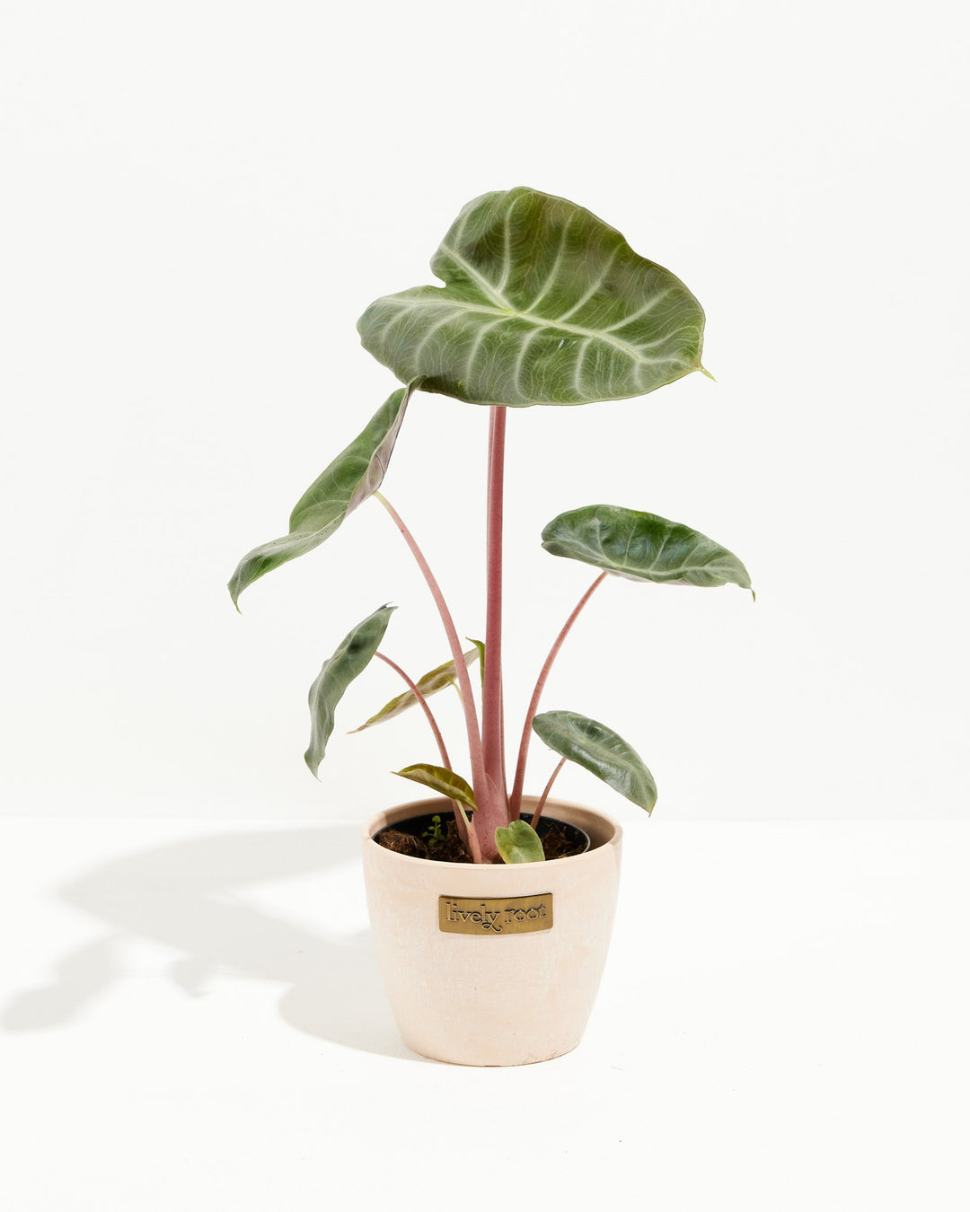 Pink Dragon Alocasia