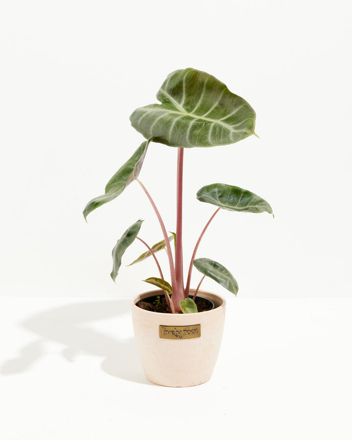 Pink Dragon Alocasia