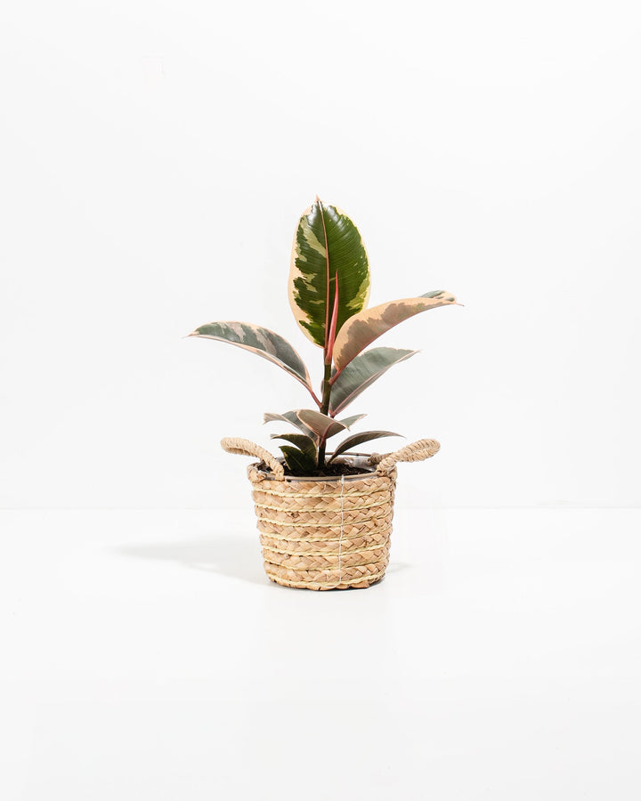 Tineke Rubber Tree Plant featuring an upright growth habit with thick, oval leaves displaying creamy-white, dark green, and pinkish-red variegation, housed in a woven straw basket planter with small handles, centered against a clean white background.