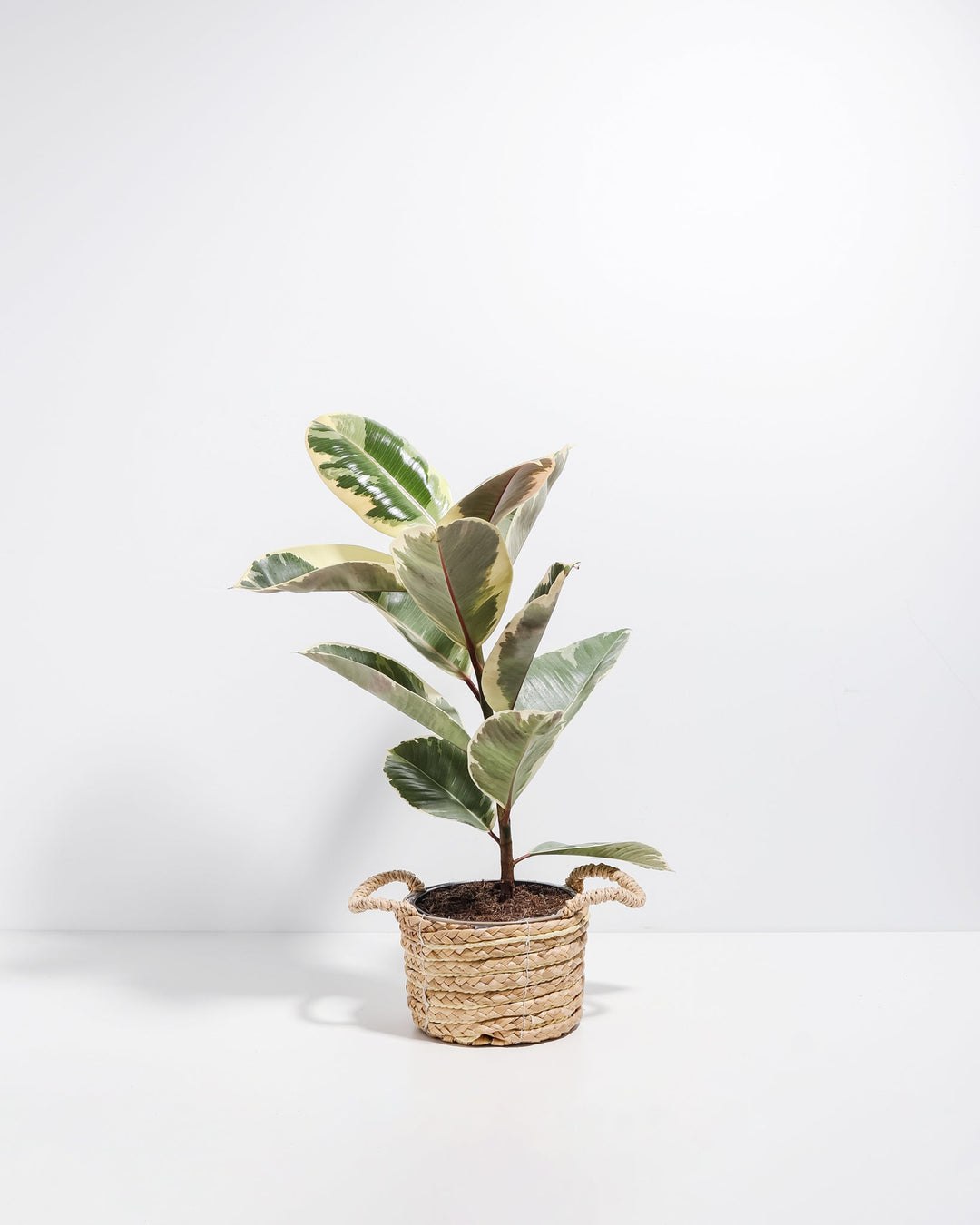 Tineke Rubber Tree Plant featuring an upright growth habit with thick, oval leaves displaying creamy-white, dark green, and pinkish-red variegation, housed in a woven straw basket planter with small handles, centered against a clean white background.
