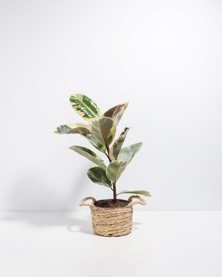 Tineke Rubber Tree Plant featuring an upright growth habit with thick, oval leaves displaying creamy-white, dark green, and pinkish-red variegation, housed in a woven straw basket planter with small handles, centered against a clean white background.